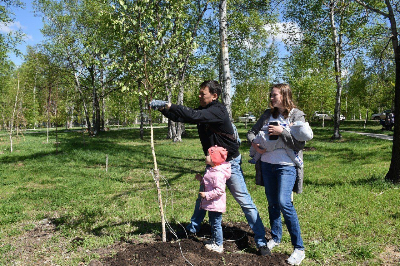 В сквере берез