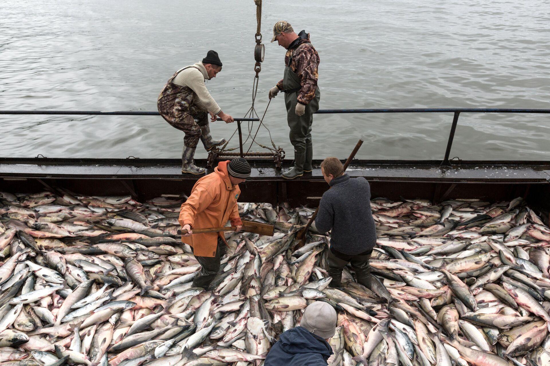 Промысел 20. Охотское море рыбный промысел. Лососевая Путина 2020 на Сахалине. Рыбная промышленность Сахалина. Рыбный промысел на Дальнем востоке.