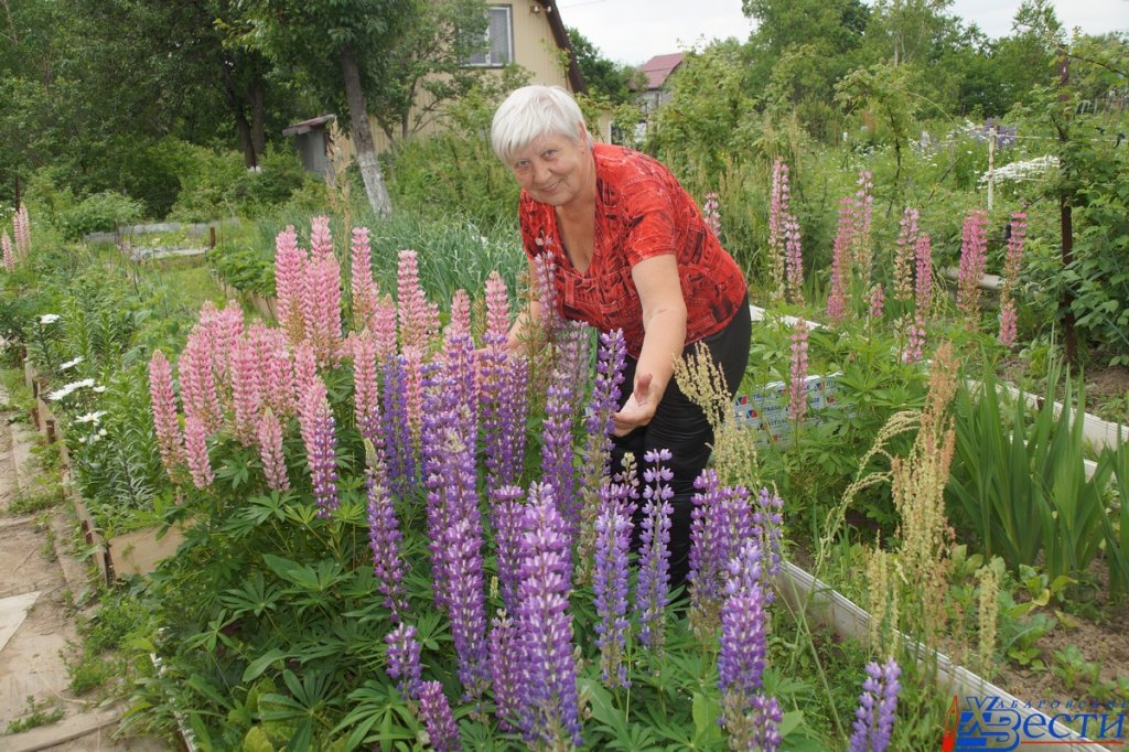 Люпины.JPG