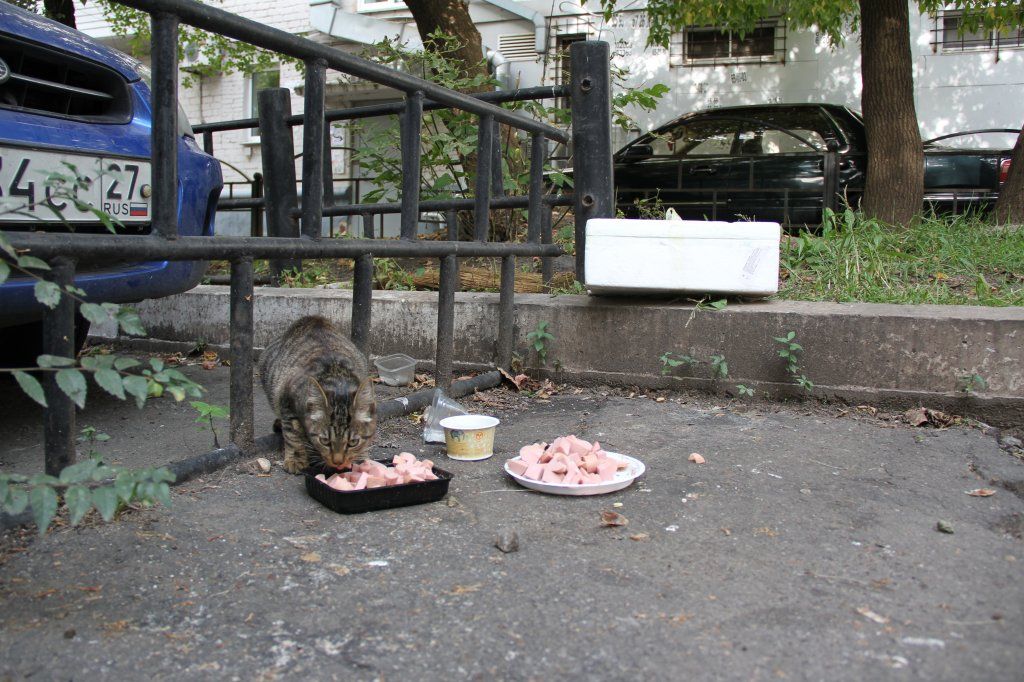 Котик.JPG