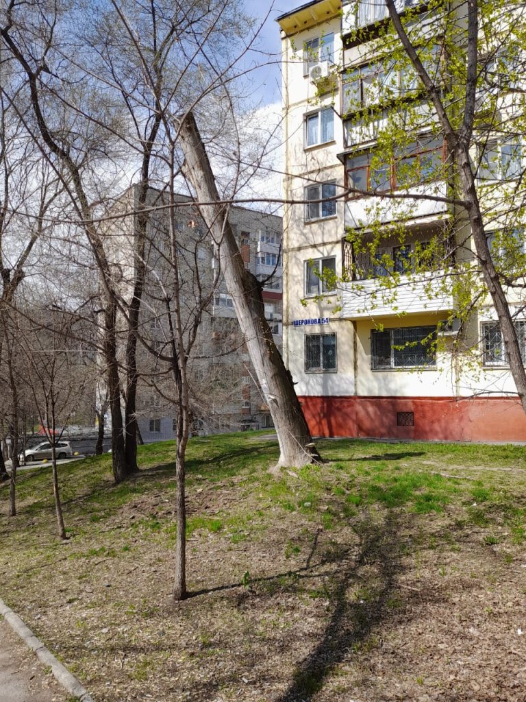 пень.jpg