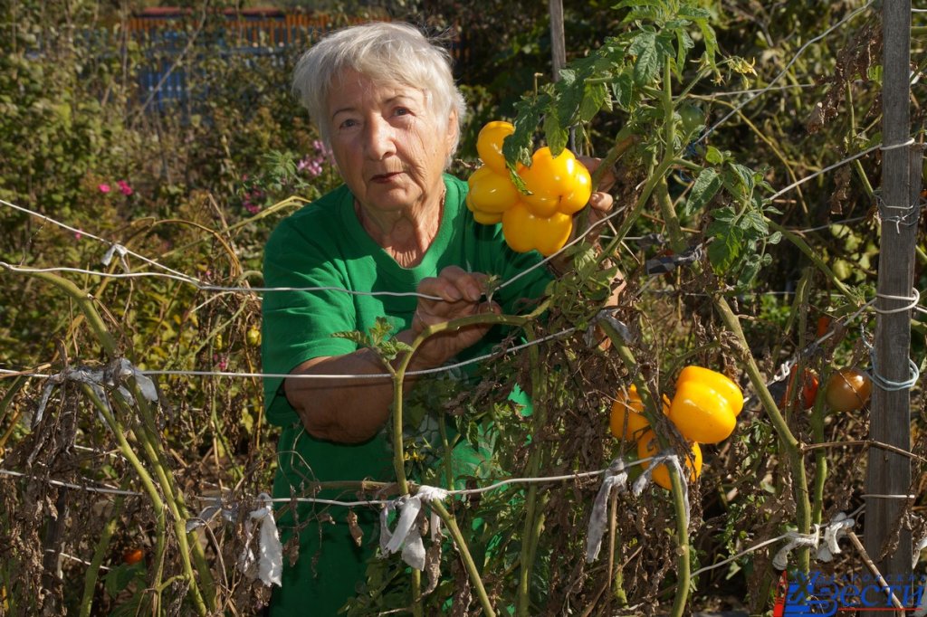 семена.JPG