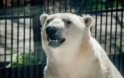 За обитателями зоосада «Приамурский» теперь можно наблюдать в онлайн-режиме