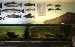 Ученые вынесли на обсуждение вопрос о сохранении музея «Рыбы Амура»