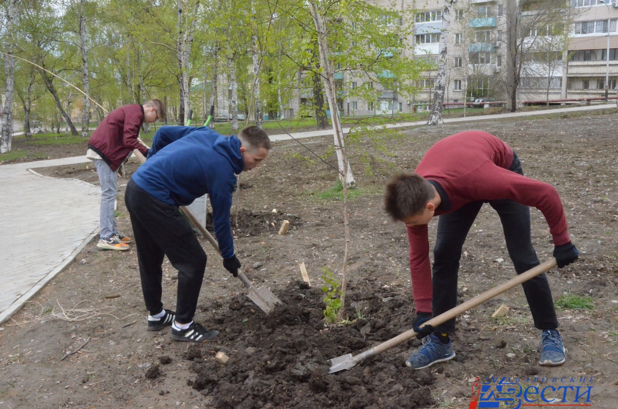 Магазин хабаровске садим сами. Хабаровчане высадили деревья. Яблони в Хабаровске. Когда посадили саженцев деревьев в парке Берёзовая роща в Бишкеке. В парке посадили лиственницы.