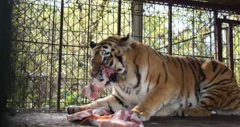 Двумя мясными тортами накормили тигров в центре «Утес»
