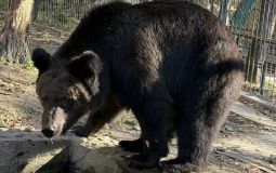 В зоосаде «Приамурский» пройдет праздник Дня весеннего равноденствия (0+)