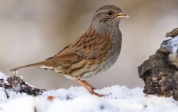 Численность популяции воробьев заметно снизилась в Хабаровске