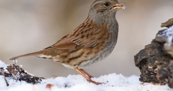 Численность популяции воробьев заметно снизилась в Хабаровске