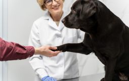 Владельцев незарегистрированных собак в Хабаровском крае начнут штрафовать