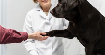 Владельцев незарегистрированных собак в Хабаровском крае начнут штрафовать