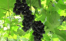 На своей земле