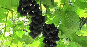 img-1