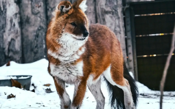 Двенадцатилетие красной волчицы отметили в зоосаде «Приамурский»