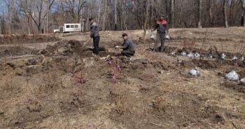 Склон около верхнего пруда превращается в мини-дендросквер