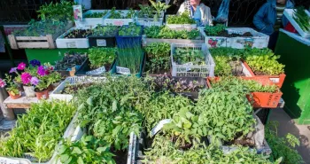 Сельскохозяйственная ярмарка «Урожай-Парк» начнет работу с 1 мая