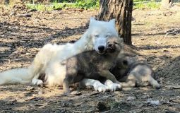 Выводить «в свет» волчат начали полярные волки в зоосаде «Приамурский»