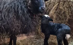 Ягненок появился у молодой овечки Бигги в хабаровском зоосаде «Приамурский»