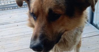 Бродячих собак отлавливали в Кировском районе