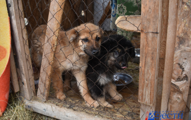 В арт-фестивале приюта «Добрый пес» приглашают поучаствовать хабаровчан