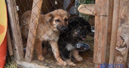 В арт-фестивале приюта «Добрый пес» приглашают поучаствовать хабаровчан