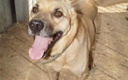 Ищу хозяина 