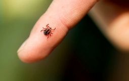 Специалисты предупреждают хабаровчан об опасности клещевого энцефалита